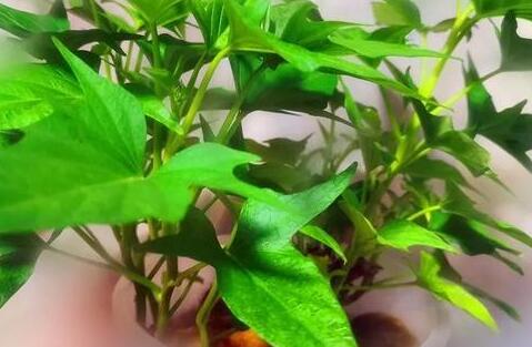 1574930852584348.jpg 0065.jpg